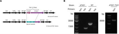 The TbD1 Locus Mediates a Hypoxia-Induced Copper Response in Mycobacterium bovis